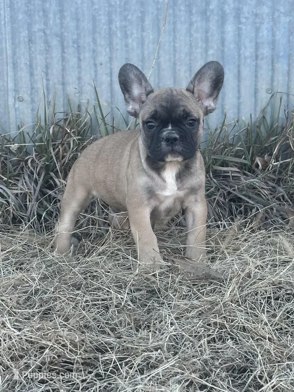Titus, a male French Bulldog for sale in Beatrice, NE – Photo 1 of 7
