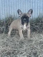 Titus, a male French Bulldog for sale in Beatrice, NE – Photo 1 of 7