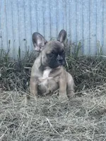 Titus, a male French Bulldog for sale in Beatrice, NE – Photo 2 of 7