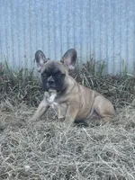 Titus, a male French Bulldog for sale in Beatrice, NE – Photo 4 of 7