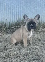 Titus, a male French Bulldog for sale in Beatrice, NE – Photo 5 of 7