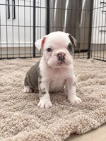 Sterling, a male English Bulldog for sale in Beatrice, NE – 2 of 3