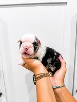 Ginny, a female English Bulldog for sale in Beatrice, NE – 3 of 3