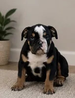 Sambo, a male English Bulldog for sale in Beatrice, NE – 1 of 3