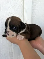 Scarlet, a female English Bulldog for sale in Beatrice, NE – 3 of 4