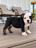 Sasha, a female English Bulldog for sale in Beatrice, NE – 2 of 5