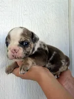 Sadie, a female English Bulldog for sale in Beatrice, NE – 4 of 5
