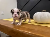 Sadie, a female English Bulldog for sale in Beatrice, NE – 2 of 4