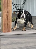 Masters, a male English Bulldog for sale in Beatrice, NE – 2 of 3