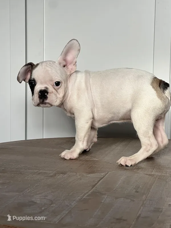 Vinny – French Bulldog puppy for sale in Beatrice, NE