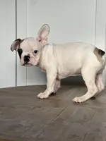 Vinny, a male French Bulldog for sale in Beatrice, NE – Photo 1 of 4