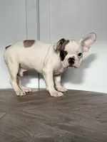 Vinny, a male French Bulldog for sale in Beatrice, NE – Photo 2 of 4