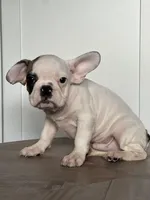 Vinny, a male French Bulldog for sale in Beatrice, NE – Photo 3 of 4