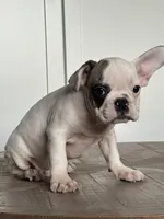 Vinny, a male French Bulldog for sale in Beatrice, NE – Photo 4 of 4