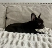 Benny, a male French Bulldog for sale in Beatrice, NE – Photo 5 of 5