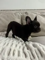 Benny, a male French Bulldog for sale in Beatrice, NE – Photo 4 of 5