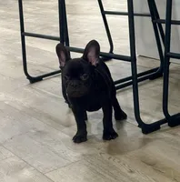 Benny, a male French Bulldog for sale in Beatrice, NE – Photo 2 of 5