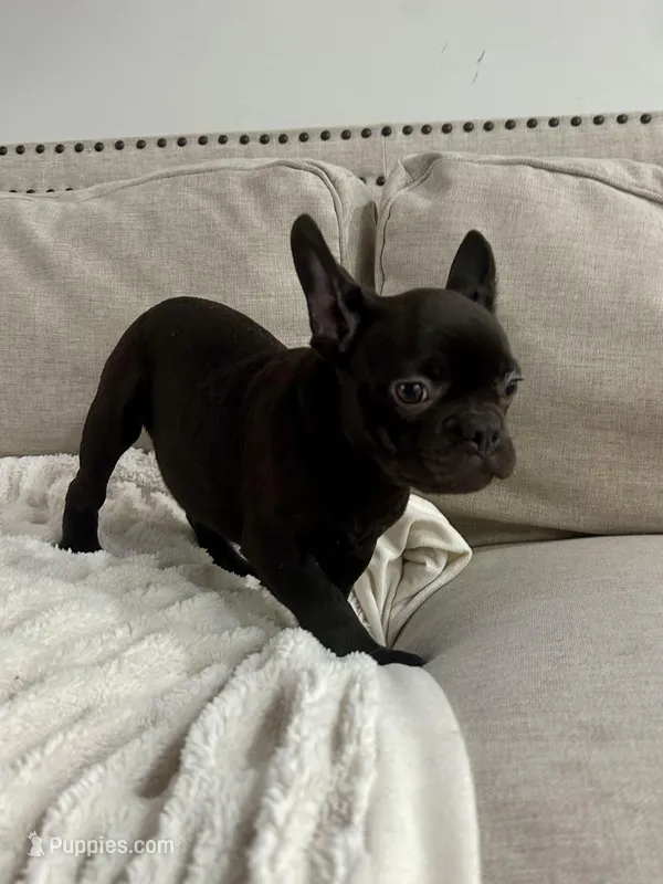 Benny – French Bulldog puppy for sale in Beatrice, NE