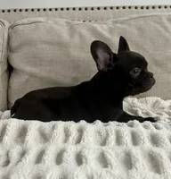 Benny, a male French Bulldog for sale in Beatrice, NE – Photo 3 of 5