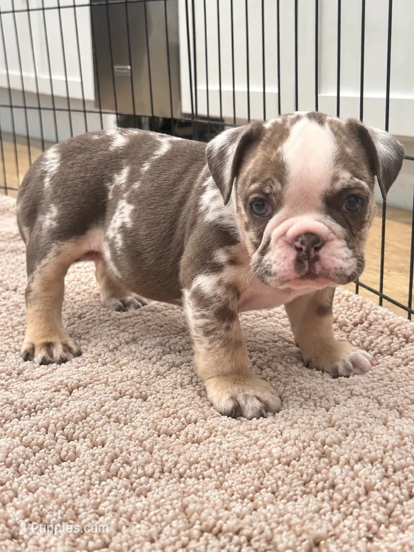 Sadie – English Bulldog puppy for sale in Beatrice, NE