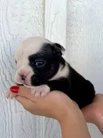 Sasha, a female English Bulldog for sale in Beatrice, NE – 5 of 5