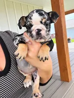 Sophie, a female English Bulldog for sale in Beatrice, NE – 4 of 5