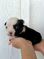 Sasha, a female English Bulldog for sale in Beatrice, NE – 1 of 5