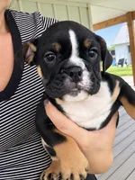 Selena, a female English Bulldog for sale in Beatrice, NE – 2 of 5