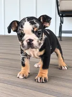 Sophie, a female English Bulldog for sale in Beatrice, NE – 1 of 5