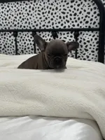 Thurman, a male French Bulldog for sale in Beatrice, NE – Photo 4 of 6