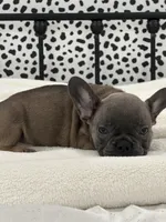 Thurman, a male French Bulldog for sale in Beatrice, NE – Photo 2 of 6