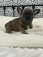 Thurman, a male French Bulldog for sale in Beatrice, NE – Photo 1 of 6