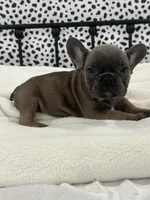 Thurman, a male French Bulldog for sale in Beatrice, NE – Photo 5 of 6