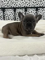 Thurman, a male French Bulldog for sale in Beatrice, NE – Photo 6 of 6