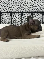 Thurman, a male French Bulldog for sale in Beatrice, NE – Photo 3 of 6