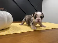 Sadie, a female English Bulldog for sale in Beatrice, NE – 3 of 4