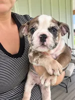 Sadie, a female English Bulldog for sale in Beatrice, NE – 2 of 5