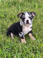 Sophie, a female English Bulldog for sale in Beatrice, NE – 3 of 3