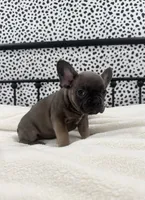 Tenley, a female French Bulldog for sale in Beatrice, NE – Photo 6 of 6