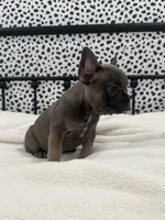 Tenley, a female French Bulldog for sale in Beatrice, NE – Photo 5 of 6