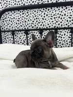 Tenley, a female French Bulldog for sale in Beatrice, NE – Photo 4 of 6