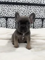 Tenley, a female French Bulldog for sale in Beatrice, NE – Photo 3 of 6