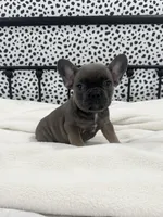 Tenley, a female French Bulldog for sale in Beatrice, NE – Photo 1 of 6