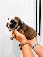 Gordo, a male English Bulldog for sale in Beatrice, NE – 1 of 3