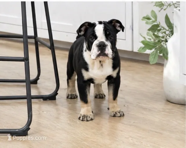 Sancho – English Bulldog puppy for sale in Beatrice, NE