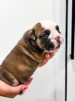 Gordo, a male English Bulldog for sale in Beatrice, NE – 3 of 3