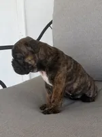 Gabs, a female English Bulldog for sale in Beatrice, NE – 4 of 6