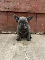 Bling, a male French Bulldog for sale in Beatrice, NE – Photo 4 of 7