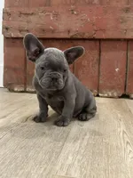 Bling, a male French Bulldog for sale in Beatrice, NE – Photo 6 of 7