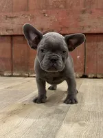 Bling, a male French Bulldog for sale in Beatrice, NE – Photo 3 of 7